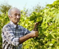 Jak hnojit? Organická hnojiva, kompost a hnůj - Říjen, díl první