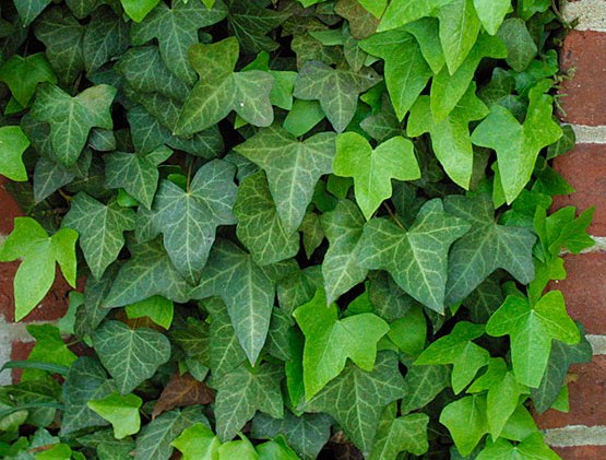 jedovaté rostliny, hedera helix, břečťan popínavý
