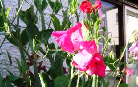 jedovaté rostliny, lathyrus odoratus, hrachor vonný