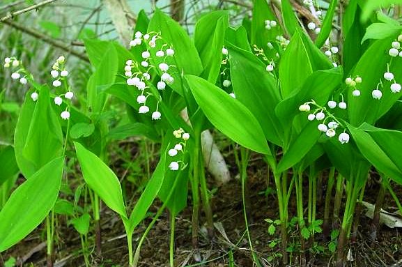 jedovaté rostliny, convallaria majalis, kovvalinka vonná