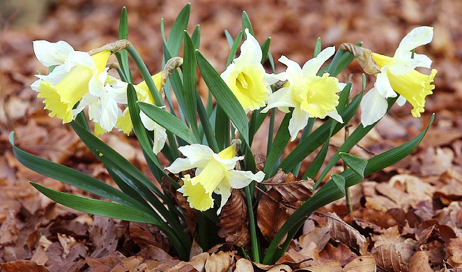 jedovaté rostliny, narcissus pseudonarcissus, narcis bílý