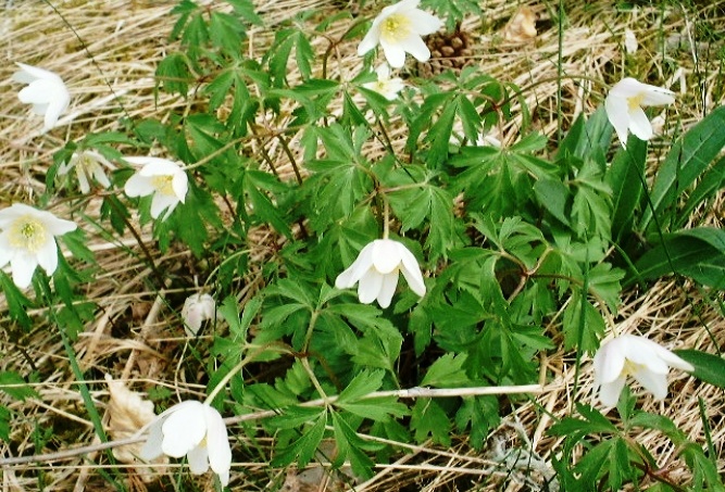 jedovaté rostliny, anemone nemorosa, sasanka hajní