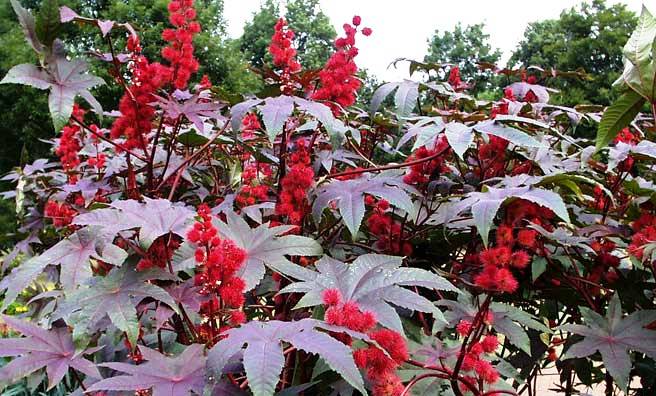 jedovaté rostliny, ricinus communis, skočec obecný