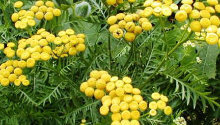 jedovaté rostliny, tanacetum, vratič