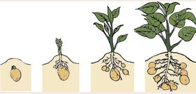 sadba brambor, vývoj a růst brambor