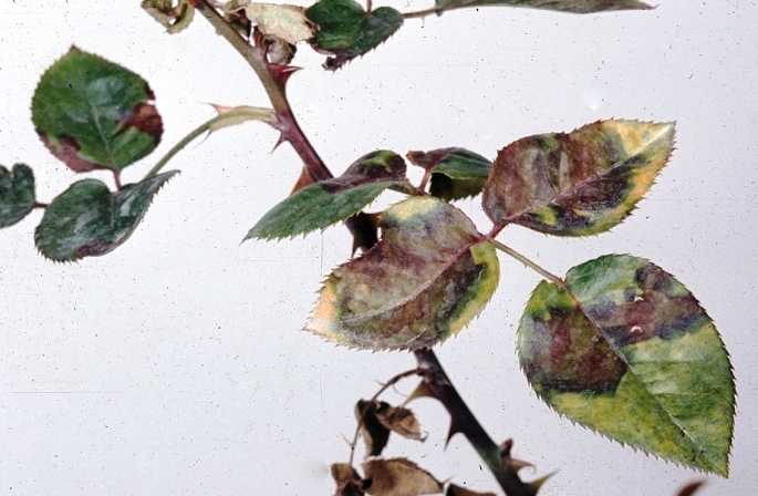 peronospora, řez ruží, jak stříhat růže, stříhání růží