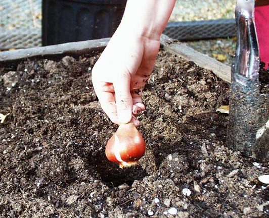 jak sadit tulipány, výsadba cibulovin