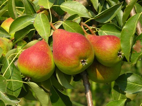 pěstovní hrušní, pěstování hrušek, jak pěstovat hrušky, odrůdy hrušek