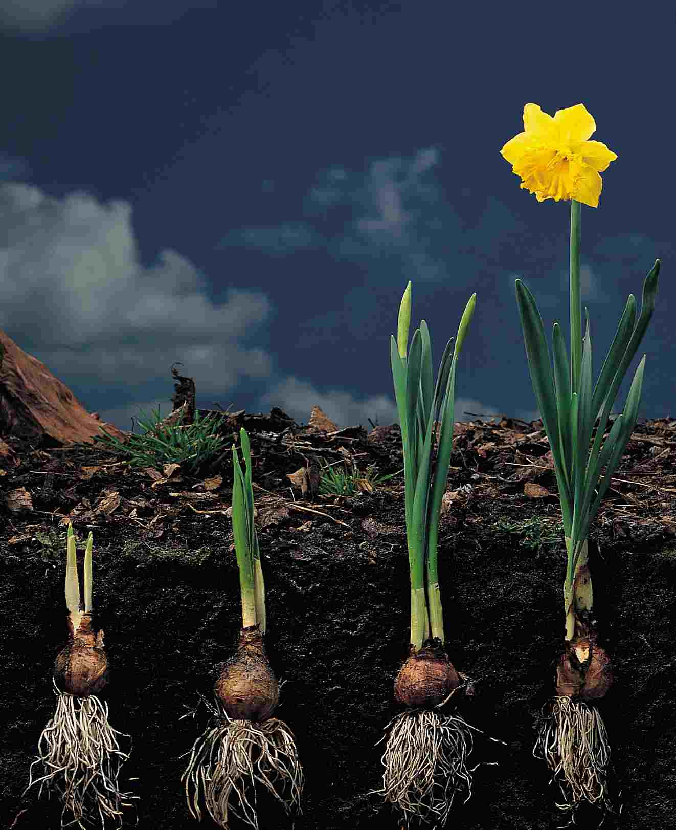 tulipán, tulipány, jak sadit tulipány, výsadba cibulovin