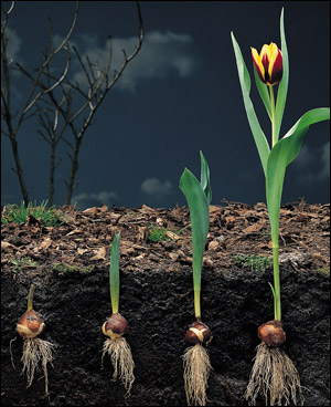 tulipán, tulipány, jak sadit tulipány, výsadba cibulovin
