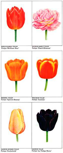 tulipán, tulipány, jak sadit tulipány, výsadba cibulovin