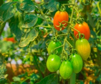 Pěstování rajčat a pěstování paprik - Červenec, díl čtvrtý