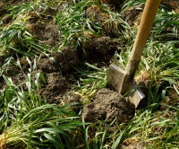 Zelené hnojení, ekologické hnojivo - Srpen, díl první