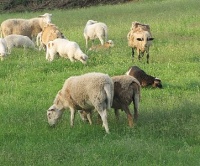 Zahájení pastevecké sezóny - Tip na výlet