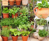 Zásady pěstování bylinek za oknem v bytě