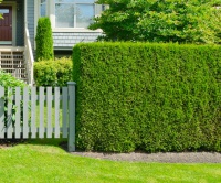 Živý plot - rostliny / dřeviny pro živý plot