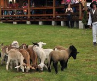 Zahájení pastevecké sezóny - Tip na výlet