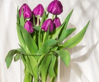 Jak si vypěstovat tulipány doma ve váze