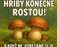 Hřiby už rostou!