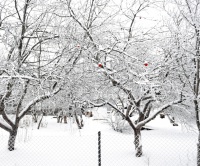 Zimní péče o ovocné stromy, řezání ovocných stromů, průklest, námraza na stromech - Leden, díl třetí