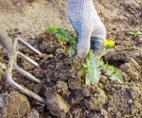Mulčování, nastýlání půdy folií, kořenová zelenina, postupný výsev, postupná výsadba - Květen, díl čtvrtý