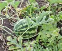 Pěstování okurek a melounů, zavlažování, fytoflora  - Červen, díl čtvrtý
