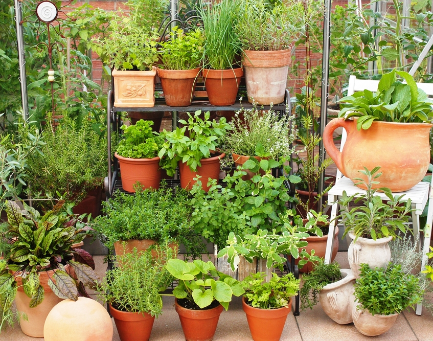 kouzelné bylinky, na terasu, bylinky na terise, pěstování bylinekk na terase, květináče , nádoby na bylinky, nádoba na bylinky, bylinkový květináč