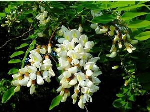 jedovaté rostliny, robinia pseudoacacia, trnovník akát