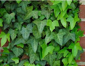 jedovaté rostliny, hedera helix, břečťan popínavý