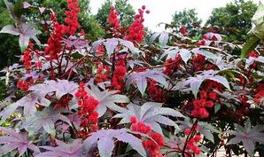 jedovaté rostliny, ricinus communis, skočec obecný