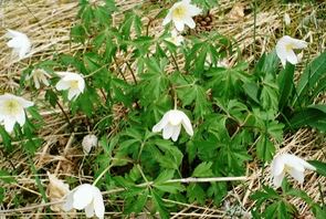 jedovaté rostliny, anemone nemorosa, sasanka hajní