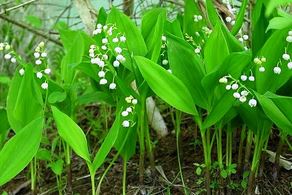 jedovaté rostliny, convallaria majalis, kovvalinka vonná