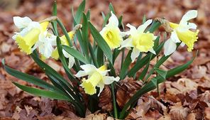 jedovaté rostliny, narcissus pseudonarcissus, narcis bílý