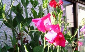 jedovaté rostliny, lathyrus odoratus, hrachor vonný