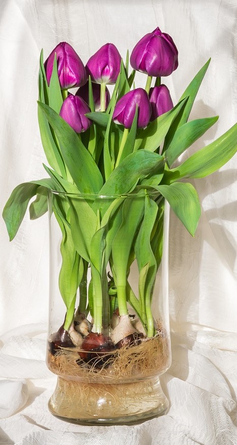 jak vypěstovat tulipány, tulipány ve voděm , pěstování tulipánů
