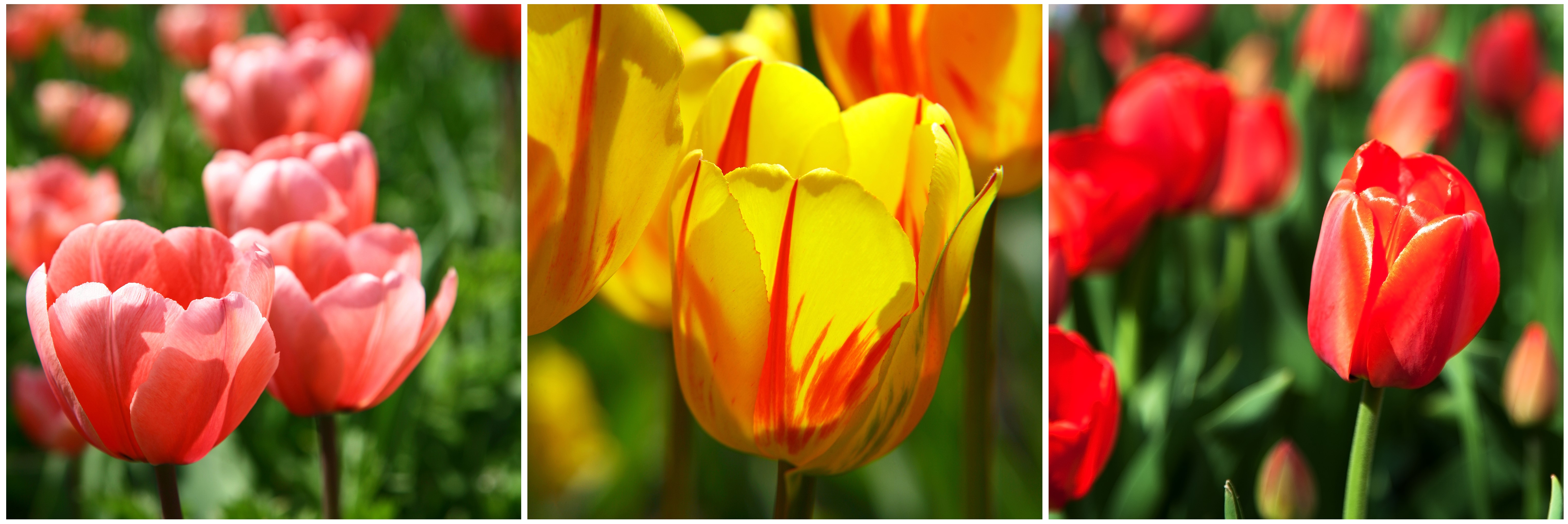 jarní výsadba, tupilány, petrklíče, primule, prvosenka, hyacinty, jak zasadit tulipán květináč, keliwood