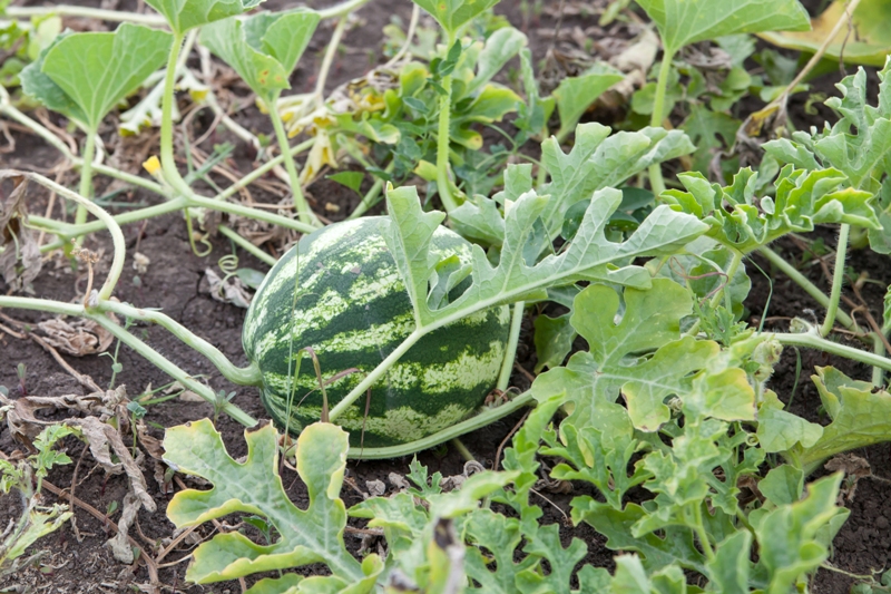 pěstování melounů, melouny, bio meloun