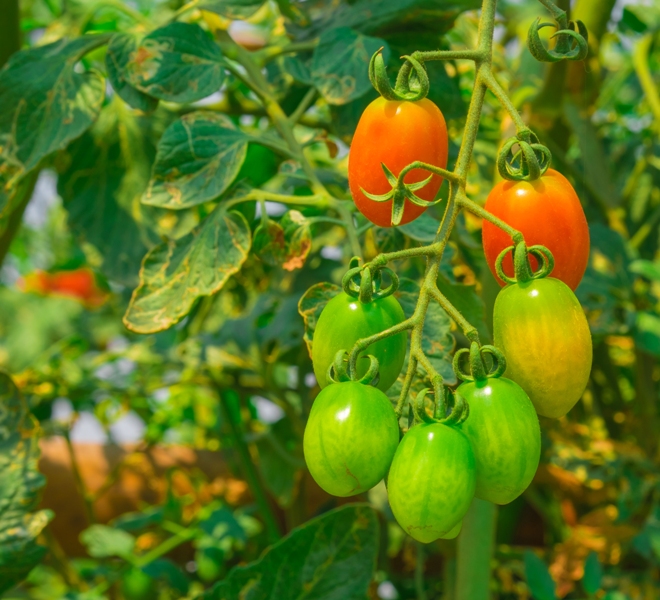 pěstování rajčat, jak pěstovat rajčata?