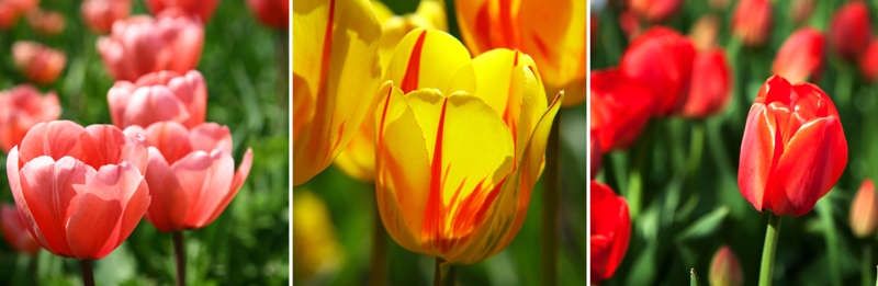 jak sadit tulipány, výsadba cibulovin