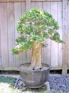 olivovnik, bonsaj, bonsai
